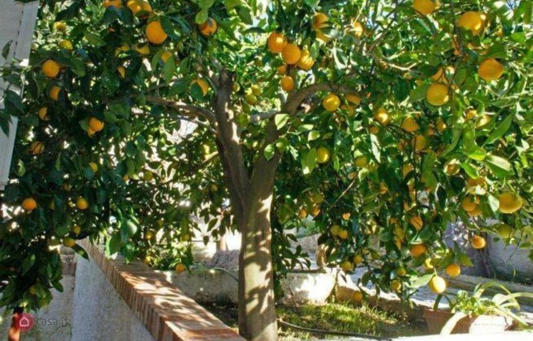 B&B Terramare Montiano  Dış mekan fotoğraf